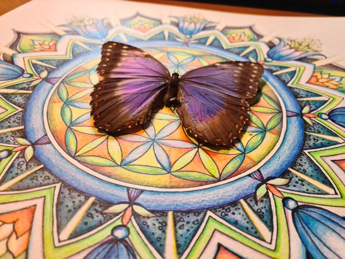 Mėlynasis Morpho